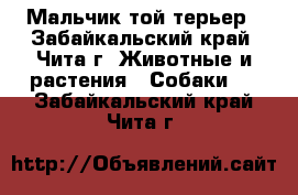 Мальчик той-терьер - Забайкальский край, Чита г. Животные и растения » Собаки   . Забайкальский край,Чита г.